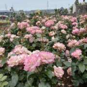 ヒメ日記 2025/05/26 14:21 投稿 白石あすか セクシーキャット 神田店