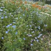 ヒメ日記 2025/05/27 11:49 投稿 白石あすか セクシーキャット 神田店