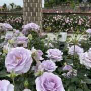 ヒメ日記 2025/05/30 13:46 投稿 白石あすか セクシーキャット 神田店