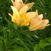 ヒメ日記 2025/06/05 11:44 投稿 白石あすか セクシーキャット 神田店