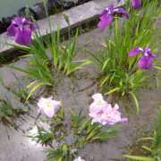 ヒメ日記 2025/06/06 10:46 投稿 白石あすか セクシーキャット 神田店