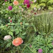 ヒメ日記 2025/06/13 10:51 投稿 白石あすか セクシーキャット 神田店