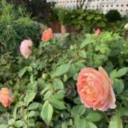 ヒメ日記 2025/06/16 11:04 投稿 白石あすか セクシーキャット 神田店