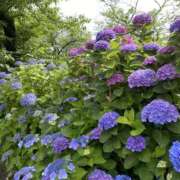 ヒメ日記 2025/06/17 13:11 投稿 白石あすか セクシーキャット 神田店