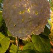 ヒメ日記 2025/06/19 23:03 投稿 白石あすか セクシーキャット 神田店