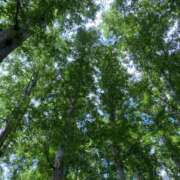 ヒメ日記 2025/06/20 10:55 投稿 白石あすか セクシーキャット 神田店