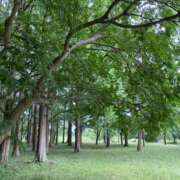 ヒメ日記 2025/06/23 15:36 投稿 白石あすか セクシーキャット 神田店