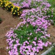 ヒメ日記 2025/07/03 10:58 投稿 白石あすか セクシーキャット 神田店