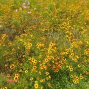 ヒメ日記 2025/07/03 23:03 投稿 白石あすか セクシーキャット 神田店