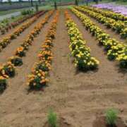 ヒメ日記 2025/07/07 10:48 投稿 白石あすか セクシーキャット 神田店