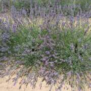 ヒメ日記 2025/07/07 23:04 投稿 白石あすか セクシーキャット 神田店