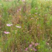 ヒメ日記 2025/07/08 11:06 投稿 白石あすか セクシーキャット 神田店