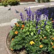 ヒメ日記 2025/07/28 11:05 投稿 白石あすか セクシーキャット 神田店