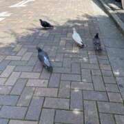 ヒメ日記 2025/07/31 11:16 投稿 白石あすか セクシーキャット 神田店