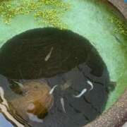 ヒメ日記 2025/08/04 10:38 投稿 白石あすか セクシーキャット 神田店