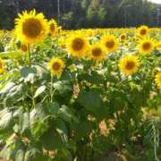 ヒメ日記 2025/08/07 22:46 投稿 白石あすか セクシーキャット 神田店