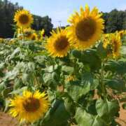 ヒメ日記 2025/08/08 11:28 投稿 白石あすか セクシーキャット 神田店