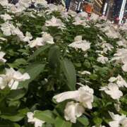 ヒメ日記 2025/08/11 10:58 投稿 白石あすか セクシーキャット 神田店