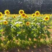 ヒメ日記 2025/08/12 10:37 投稿 白石あすか セクシーキャット 神田店