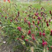 ヒメ日記 2025/08/15 11:28 投稿 白石あすか セクシーキャット 神田店