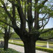 ヒメ日記 2025/08/21 11:07 投稿 白石あすか セクシーキャット 神田店