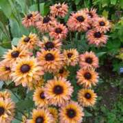 ヒメ日記 2025/08/28 10:47 投稿 白石あすか セクシーキャット 神田店