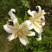 ヒメ日記 2025/09/01 11:05 投稿 白石あすか セクシーキャット 神田店