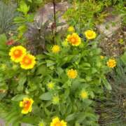 ヒメ日記 2025/09/02 11:01 投稿 白石あすか セクシーキャット 神田店