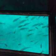 ヒメ日記 2025/09/04 23:11 投稿 白石あすか セクシーキャット 神田店