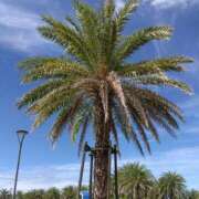 ヒメ日記 2025/09/09 11:04 投稿 白石あすか セクシーキャット 神田店