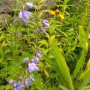 ヒメ日記 2025/09/11 11:02 投稿 白石あすか セクシーキャット 神田店