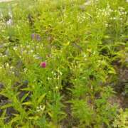 ヒメ日記 2025/09/12 10:59 投稿 白石あすか セクシーキャット 神田店