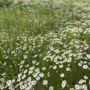 ヒメ日記 2025/09/23 12:16 投稿 白石あすか セクシーキャット 神田店
