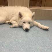 ヒメ日記 2025/10/16 11:12 投稿 白石あすか セクシーキャット 神田店