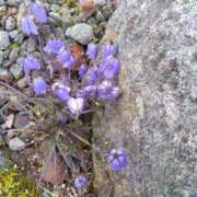 ヒメ日記 2025/11/06 11:14 投稿 白石あすか セクシーキャット 神田店