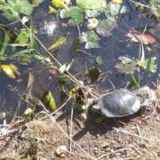 ヒメ日記 2025/11/10 22:41 投稿 白石あすか セクシーキャット 神田店