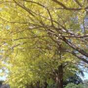 ヒメ日記 2025/11/11 11:03 投稿 白石あすか セクシーキャット 神田店