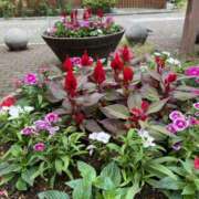 ヒメ日記 2025/11/13 11:23 投稿 白石あすか セクシーキャット 神田店