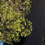 ヒメ日記 2025/11/17 22:50 投稿 白石あすか セクシーキャット 神田店