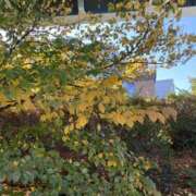 ヒメ日記 2025/11/18 11:50 投稿 白石あすか セクシーキャット 神田店