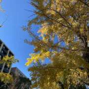 ヒメ日記 2025/11/24 11:10 投稿 白石あすか セクシーキャット 神田店