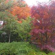 ヒメ日記 2025/11/25 10:46 投稿 白石あすか セクシーキャット 神田店