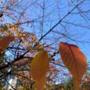 ヒメ日記 2025/11/25 23:31 投稿 白石あすか セクシーキャット 神田店