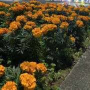 ヒメ日記 2025/11/27 23:00 投稿 白石あすか セクシーキャット 神田店