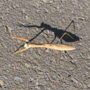 ヒメ日記 2025/11/28 23:11 投稿 白石あすか セクシーキャット 神田店