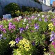 ヒメ日記 2025/12/09 11:05 投稿 白石あすか セクシーキャット 神田店