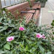 ヒメ日記 2025/12/15 10:46 投稿 白石あすか セクシーキャット 神田店