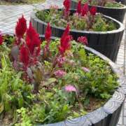 ヒメ日記 2025/12/22 10:46 投稿 白石あすか セクシーキャット 神田店