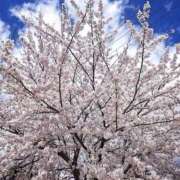 ヒメ日記 2025/04/16 11:52 投稿 チアキ 人妻生レンタル