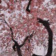 ヒメ日記 2025/04/21 12:20 投稿 チアキ 人妻生レンタル